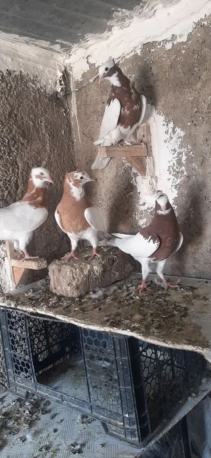 طوقی،طوق زرد،طوق سرخ|پرنده|شیراز, کوشک میدان|دیوار