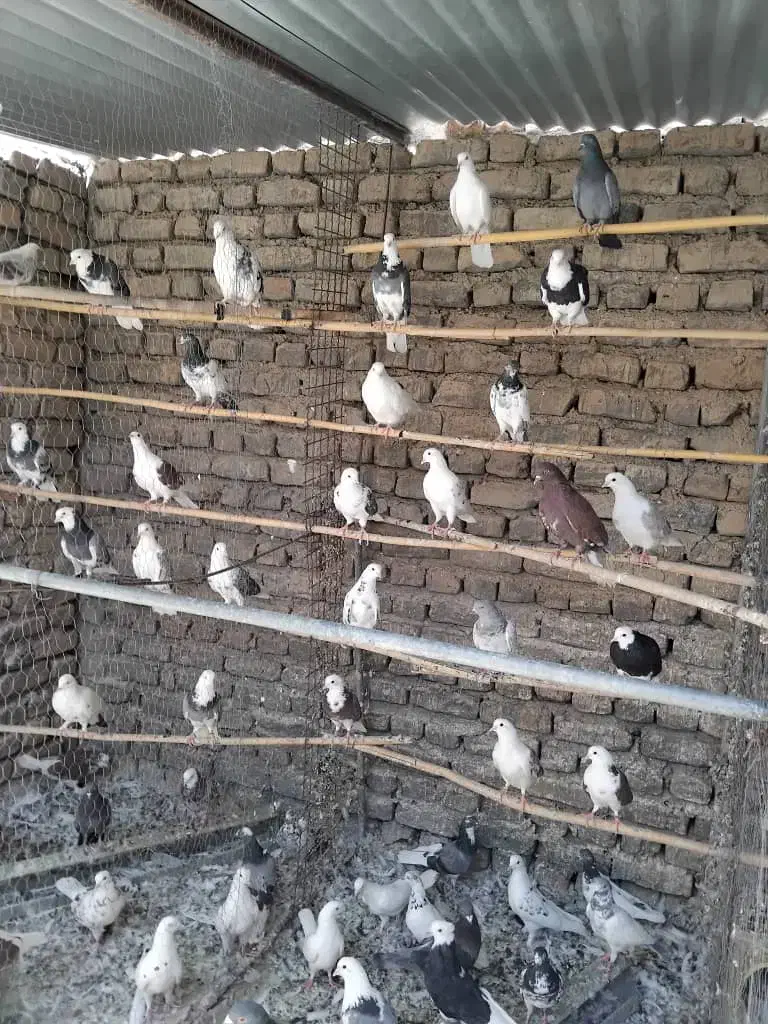 سیصد تا تهرونی کفتر پاکستانی کبوتر تهران پاکی|پرنده|خاش, |دیوار