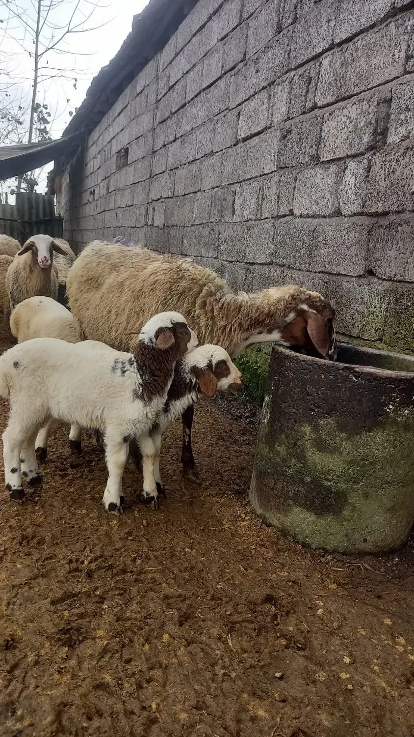 گوسفند دو قلو زا|حیوانات مزرعه|آستانه اشرفیه, |دیوار
