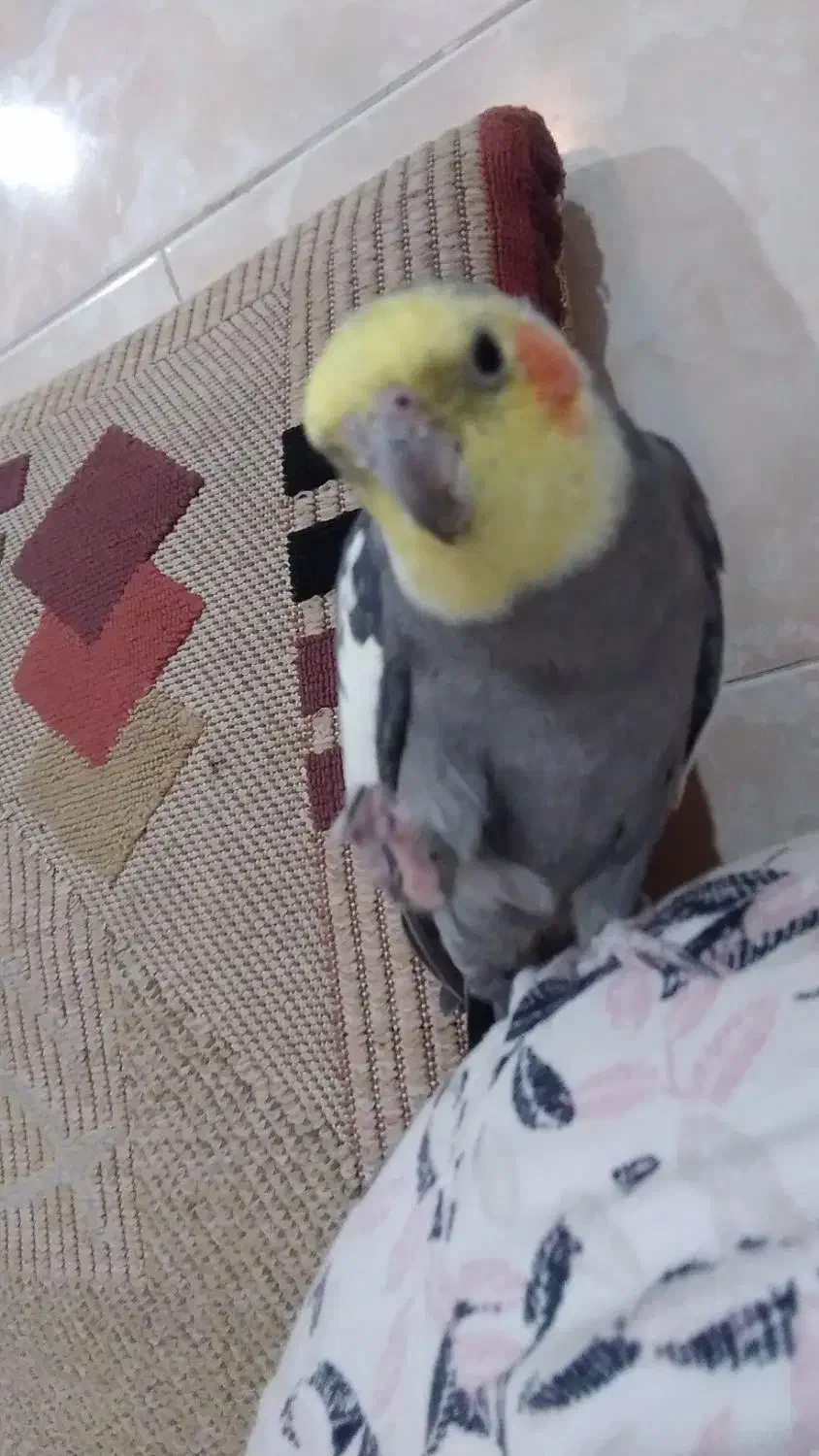 طوطی گمشده|پرنده|الوند, |دیوار