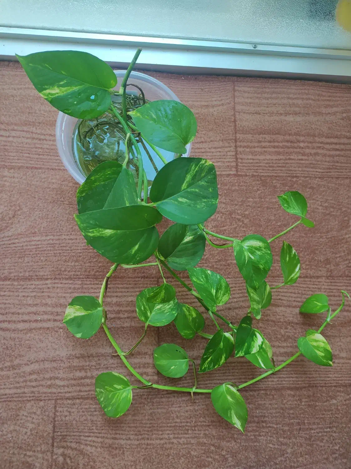 گیاه پتوس|گل و گیاه طبیعی|سیجوال, |دیوار