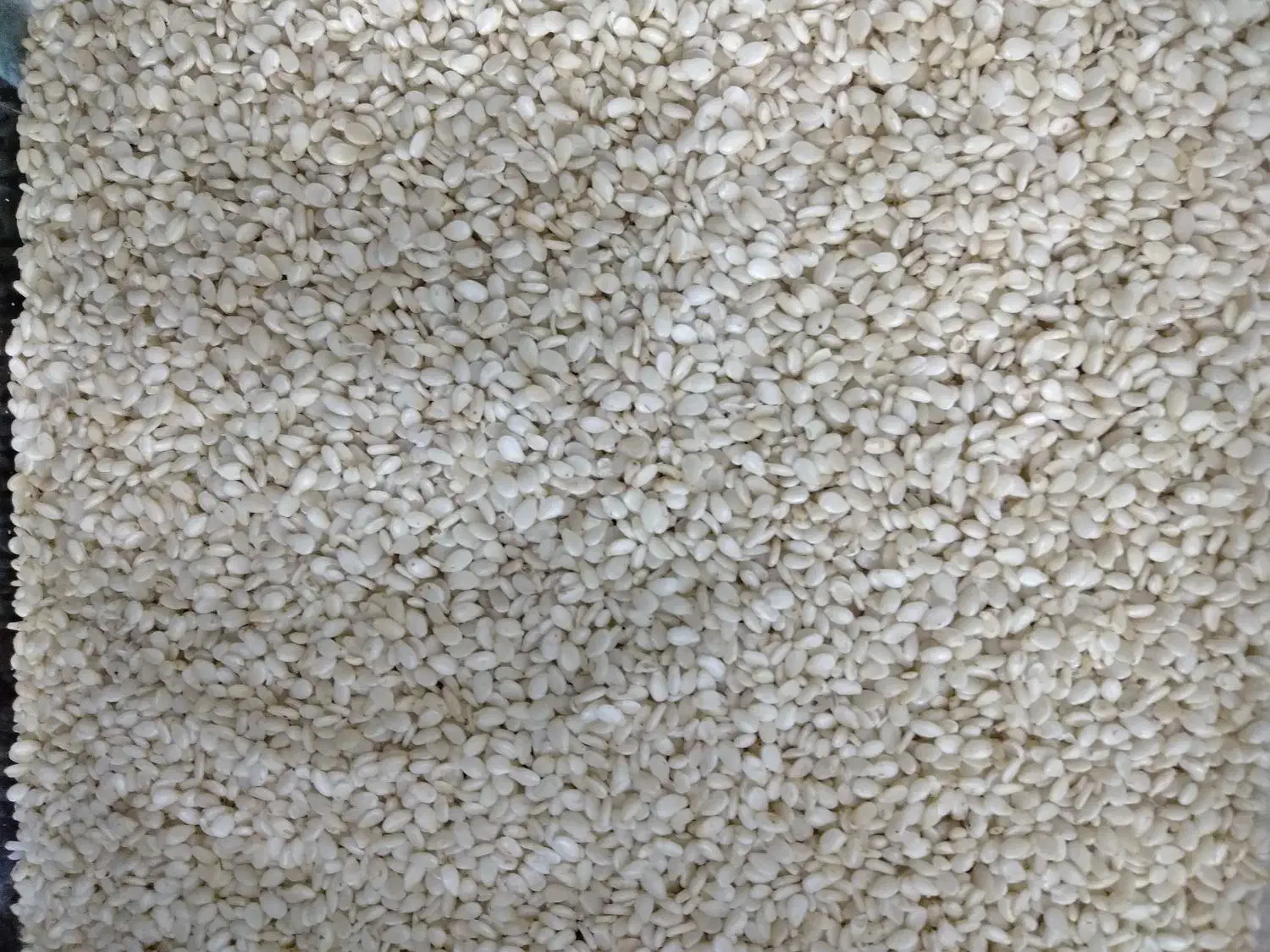 کنجد اعلا تمیز|عمدهفروشی|نیشابور, شهید جعفری|دیوار