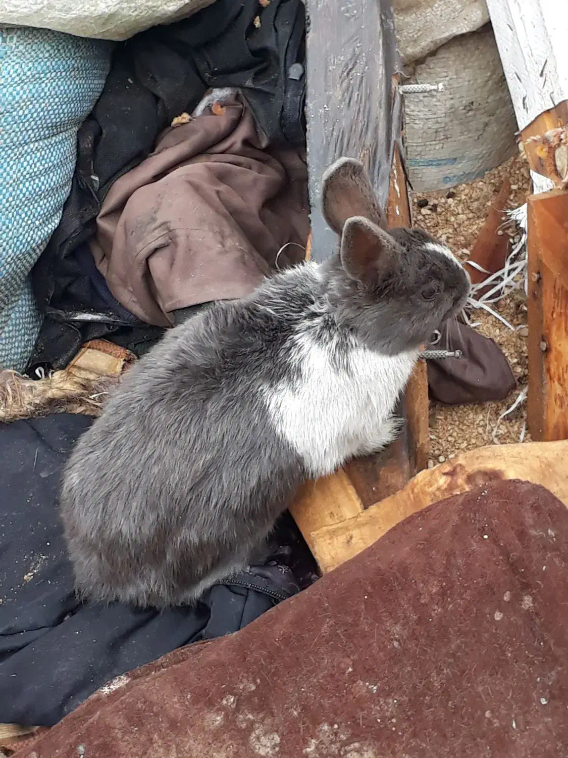 خرگوش|موش و خرگوش|بجنورد, |دیوار