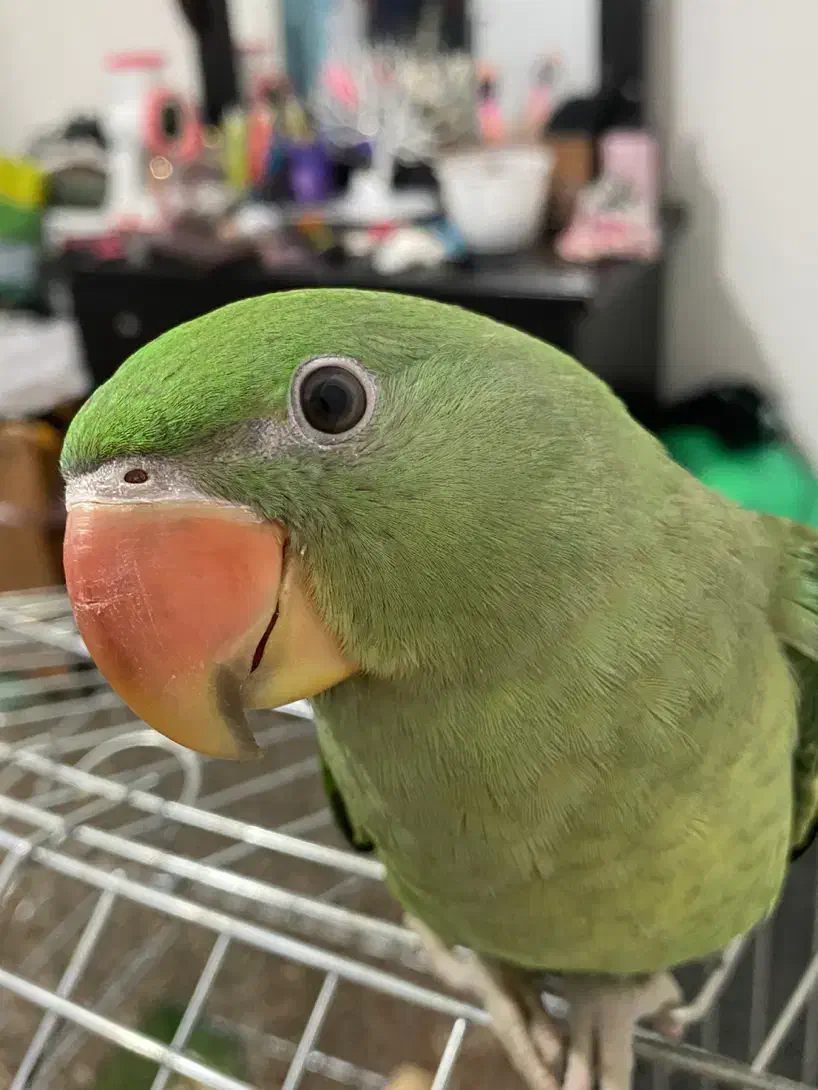 گمشده شاه طوطی|حیوانات|قزوین, |دیوار