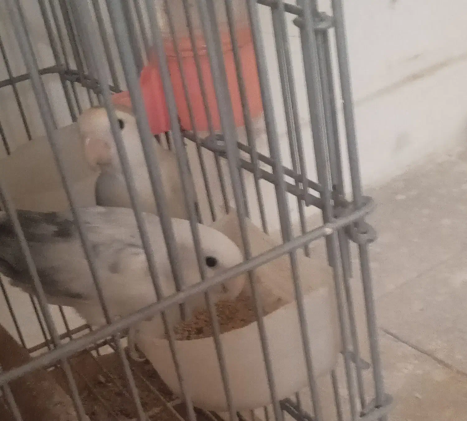 عروس هلندی و طوطی برزیلی|پرنده|تهران, مسعودیه|دیوار