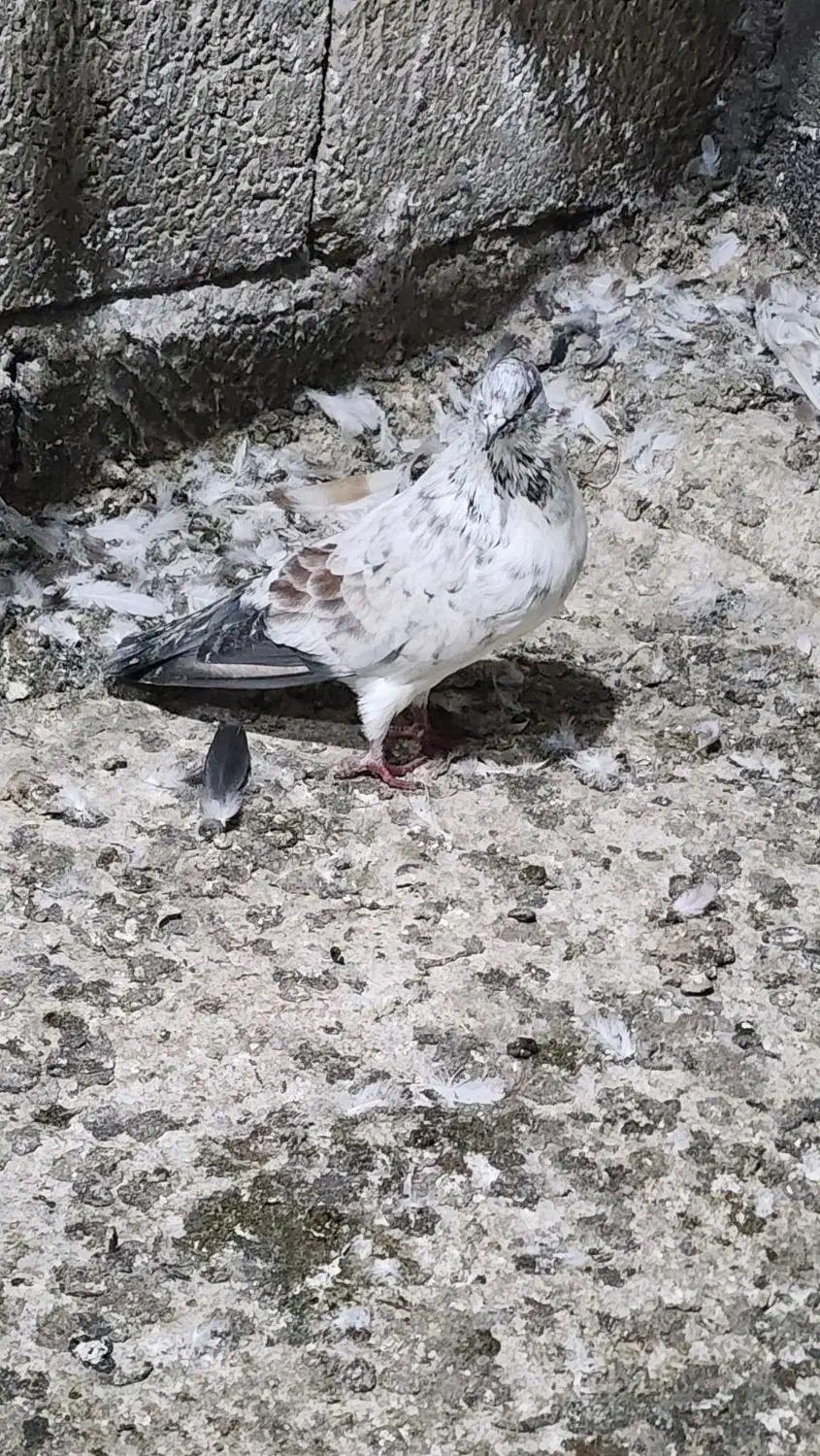 کبوتر نر پروازی|پرنده|املش, |دیوار