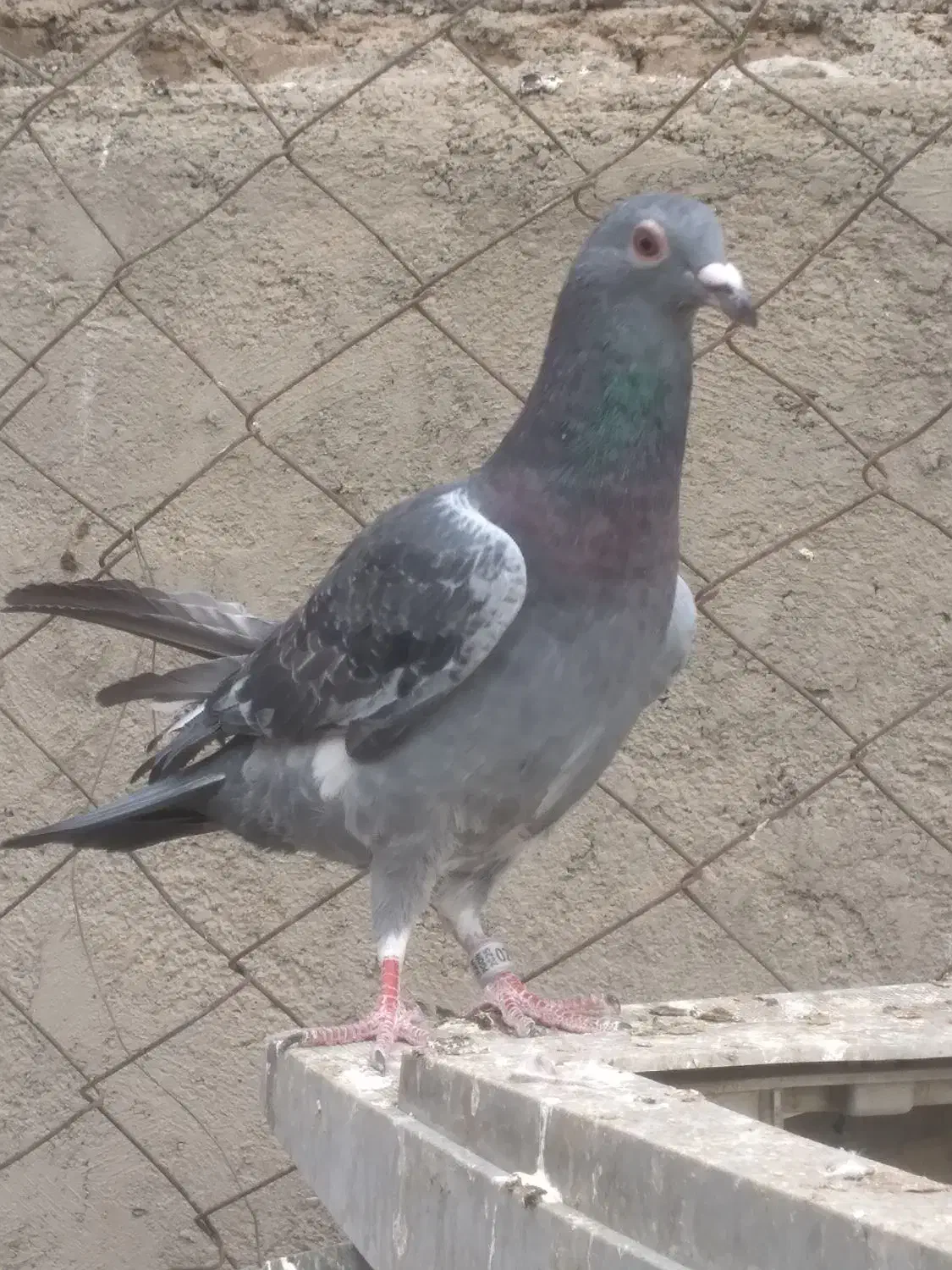 پلاکی|حیوانات|یزد, |دیوار