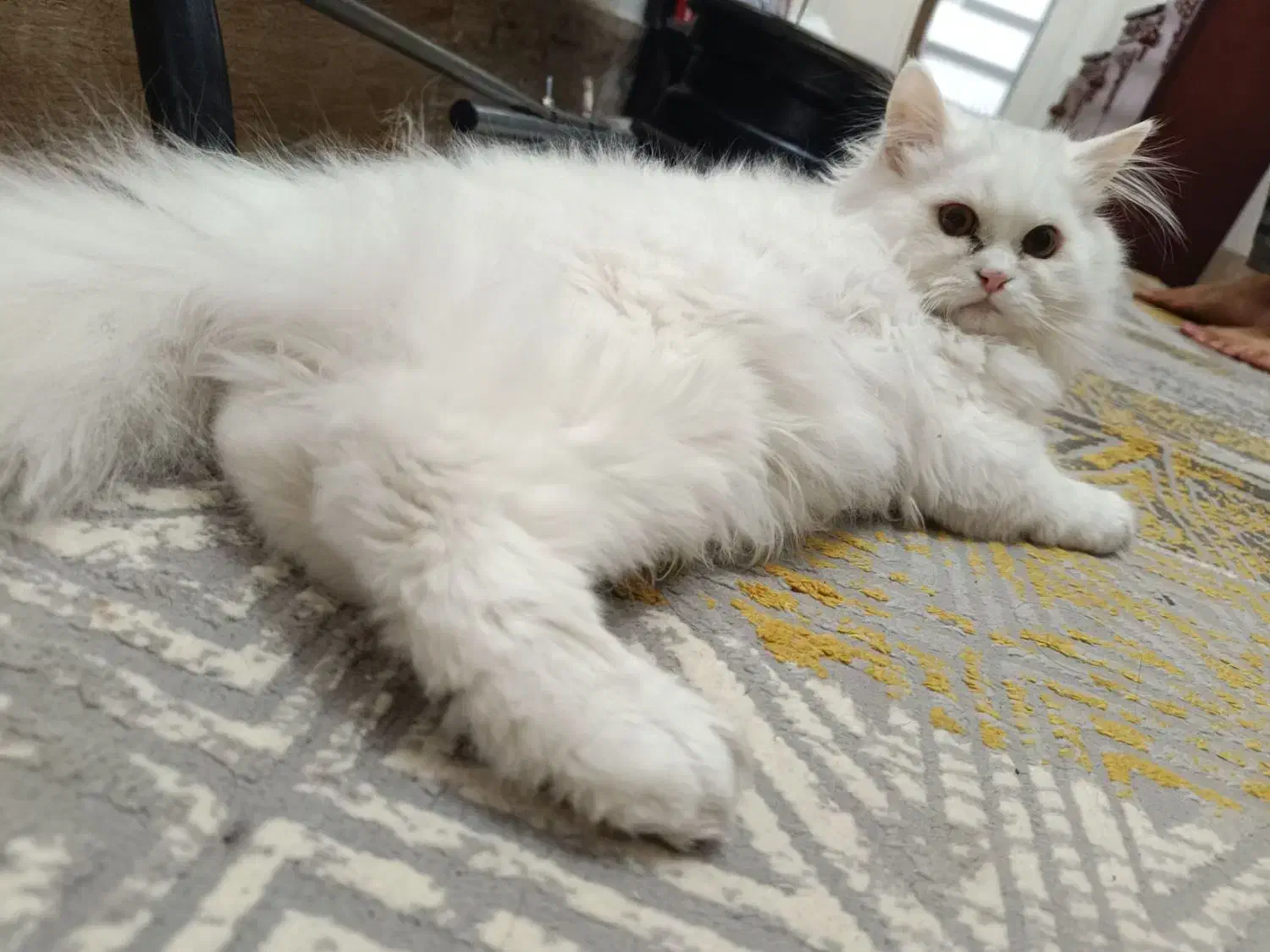 گربه|گربه|زرند, |دیوار