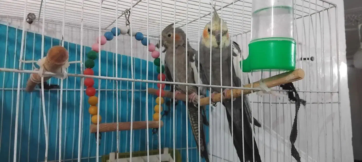 عروس قشنگه|پرنده|تربت جام, میان جام|دیوار