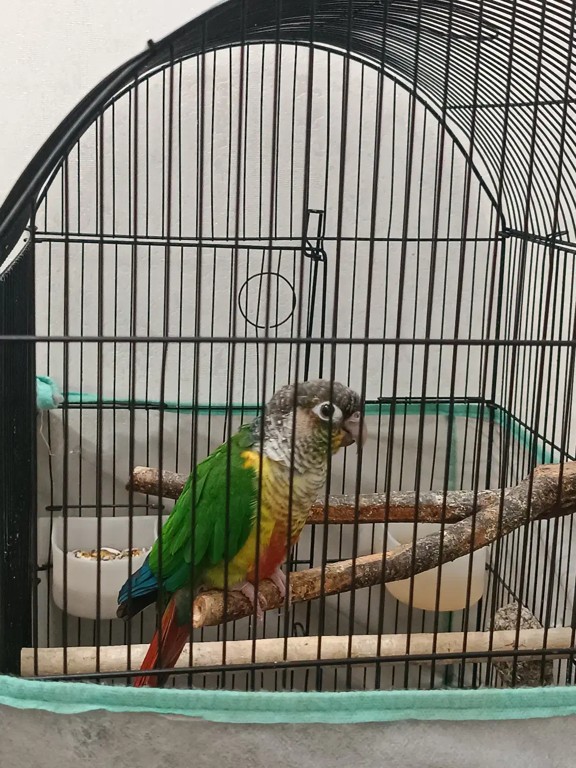 طوطی گرین چیک|پرنده|اسلام‌شهر, شهرک قائمیه|دیوار