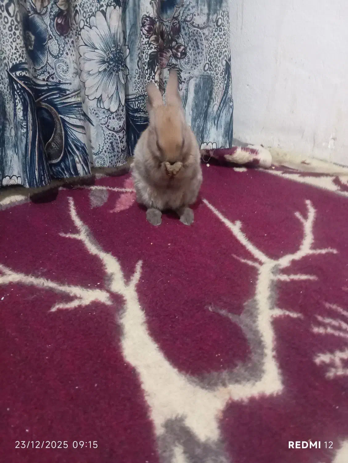 خرگوش|موش و خرگوش|شاهرود, |دیوار