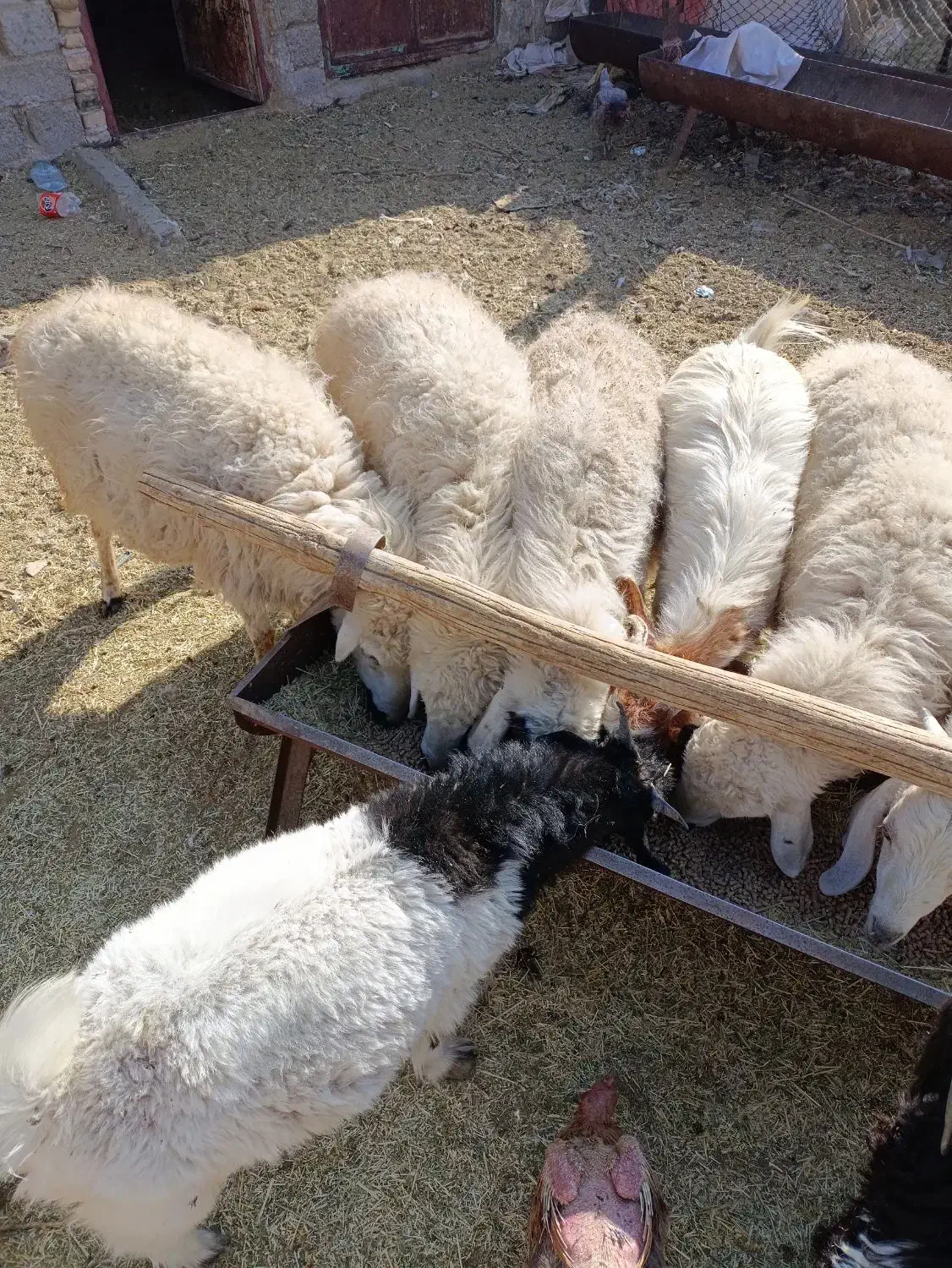 چهار راس میشه آبستن|حیوانات مزرعه|سیرجان, |دیوار