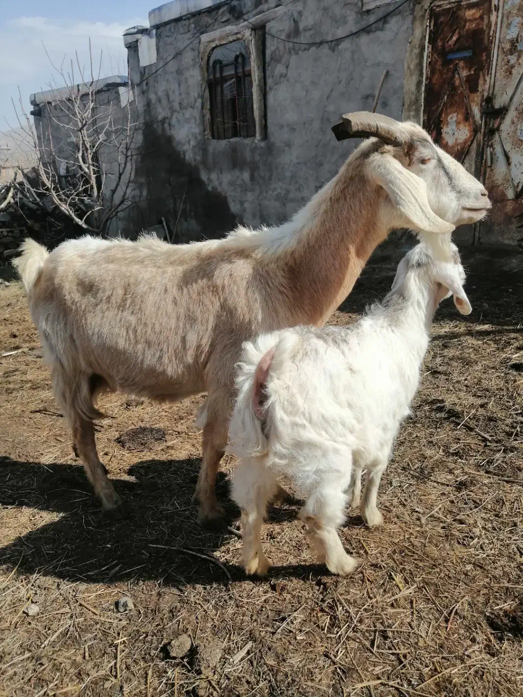 بز جوان|حیوانات مزرعه|سیلوانه, |دیوار