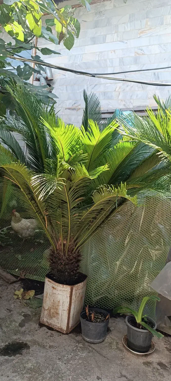 سیکاس بزرگ|گل و گیاه طبیعی|بندر انزلی, شالیور|دیوار