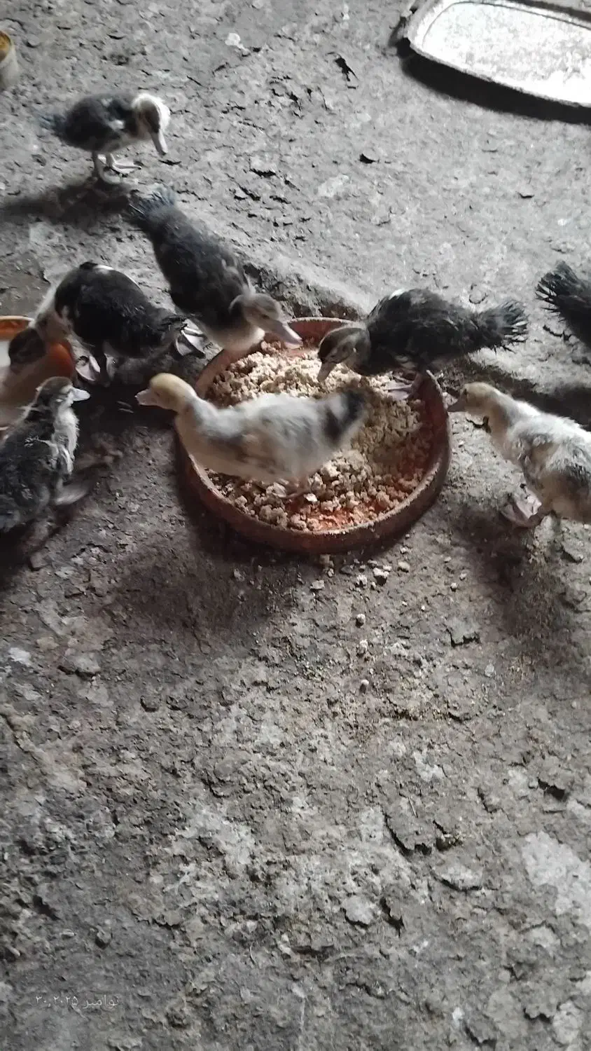 فروش اردک اسرائیلی ۲ماهه|حیوانات مزرعه|لوندویل, |دیوار