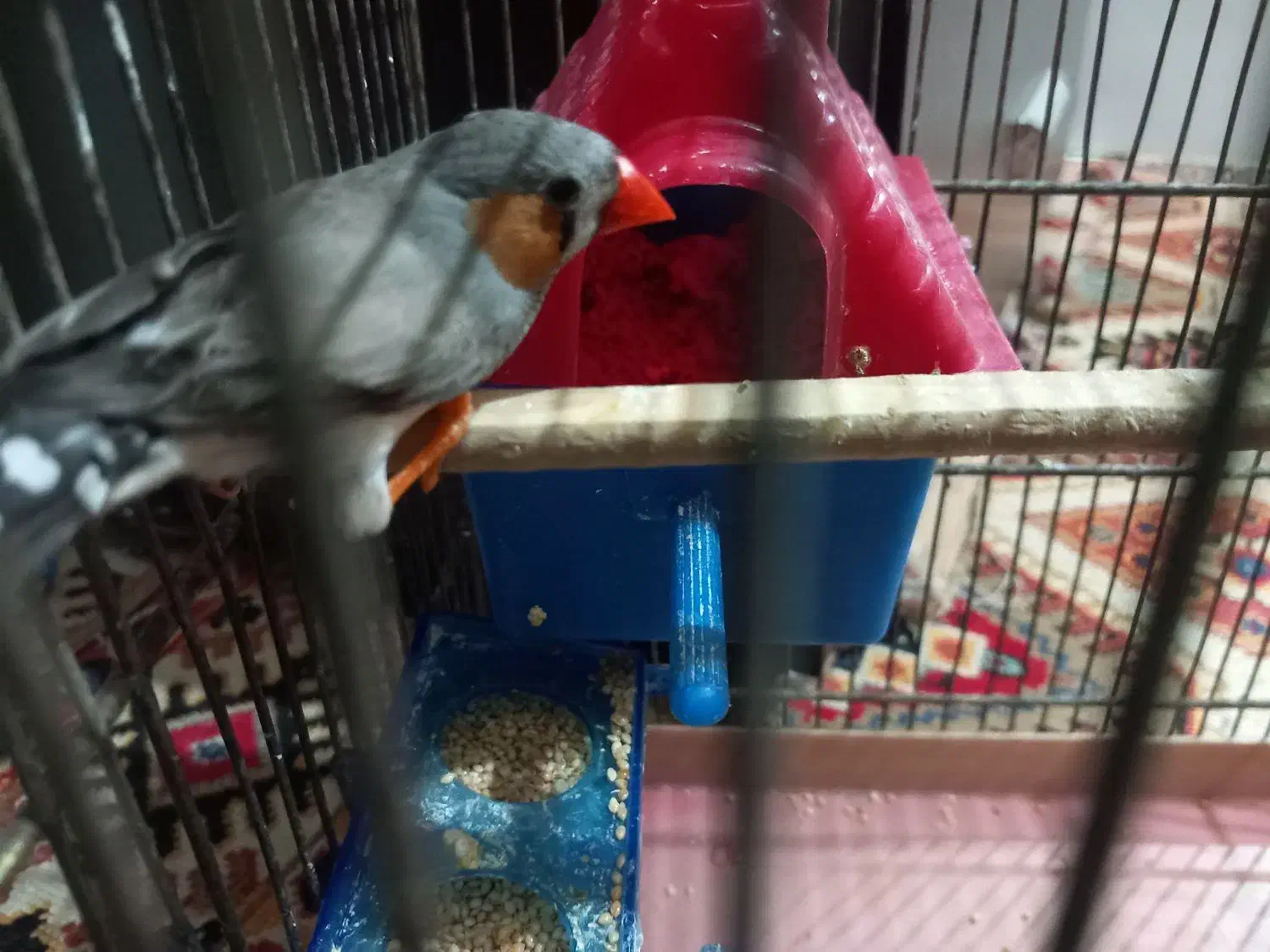 یک جفت فنچ به همراه تمام وسایل ها|پرنده|بهارستان, |دیوار