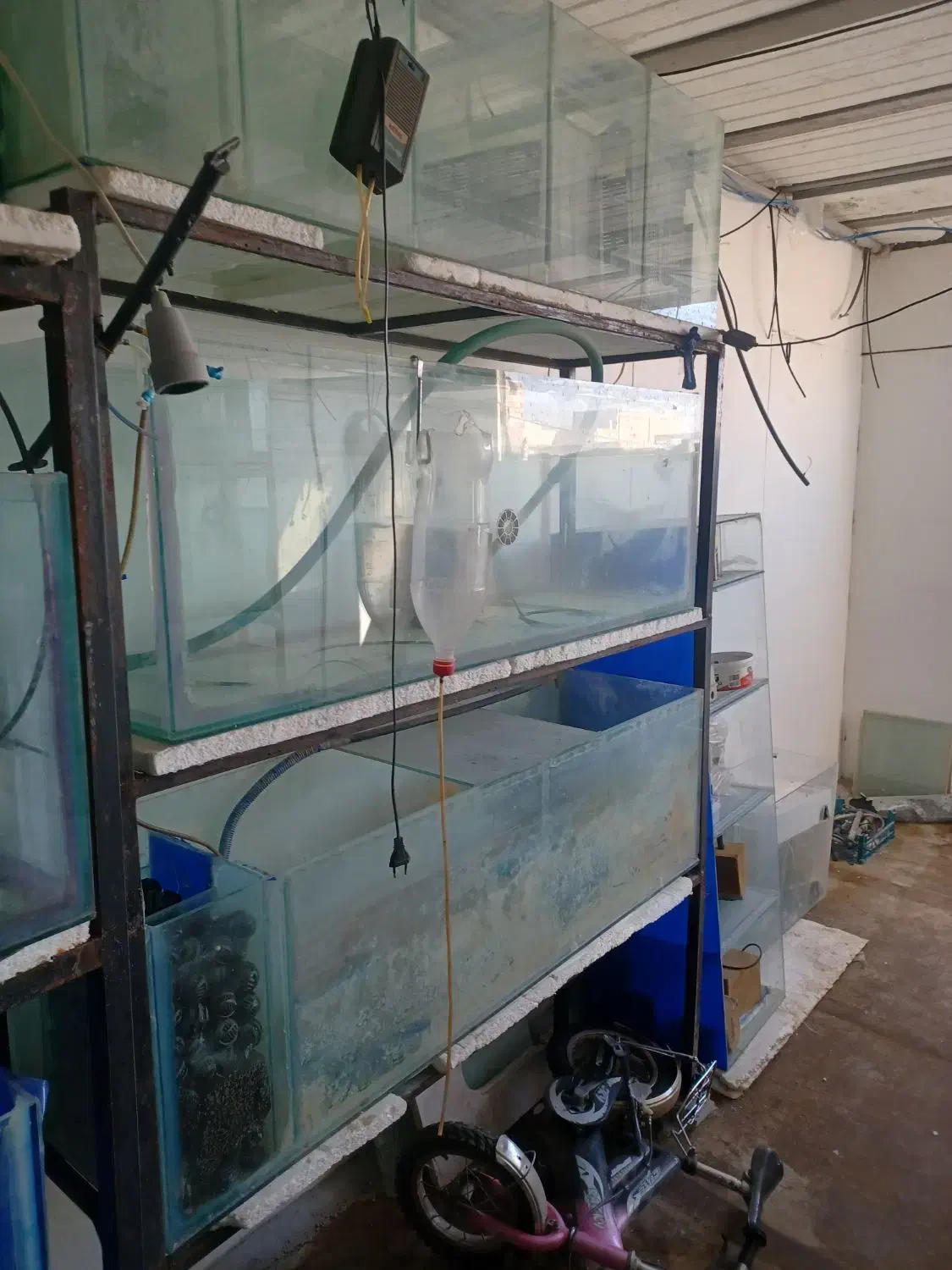 اکواریوم سالنی|ماهی|برخوار, |دیوار