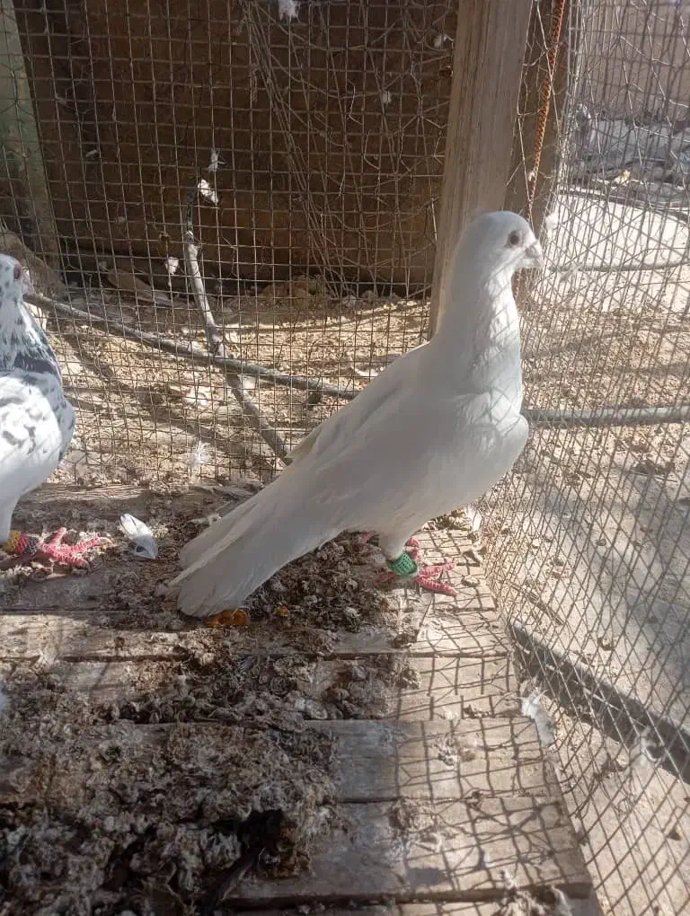 کفتر|پرنده|کازرون, |دیوار