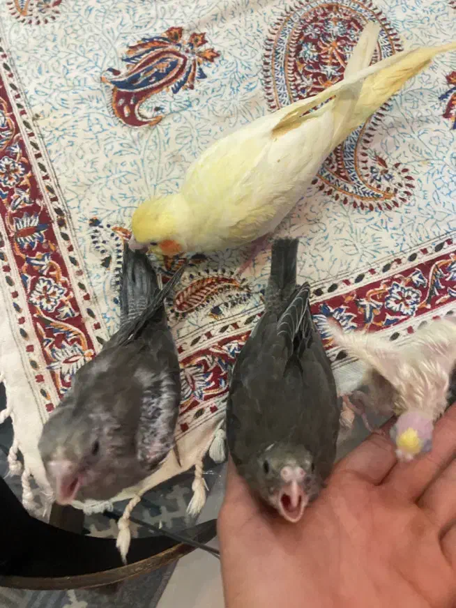 تعدادی جوجه عروس هلندی (گیرینچیک-ملنگو-راهب|پرنده|رشت, یخسازی|دیوار