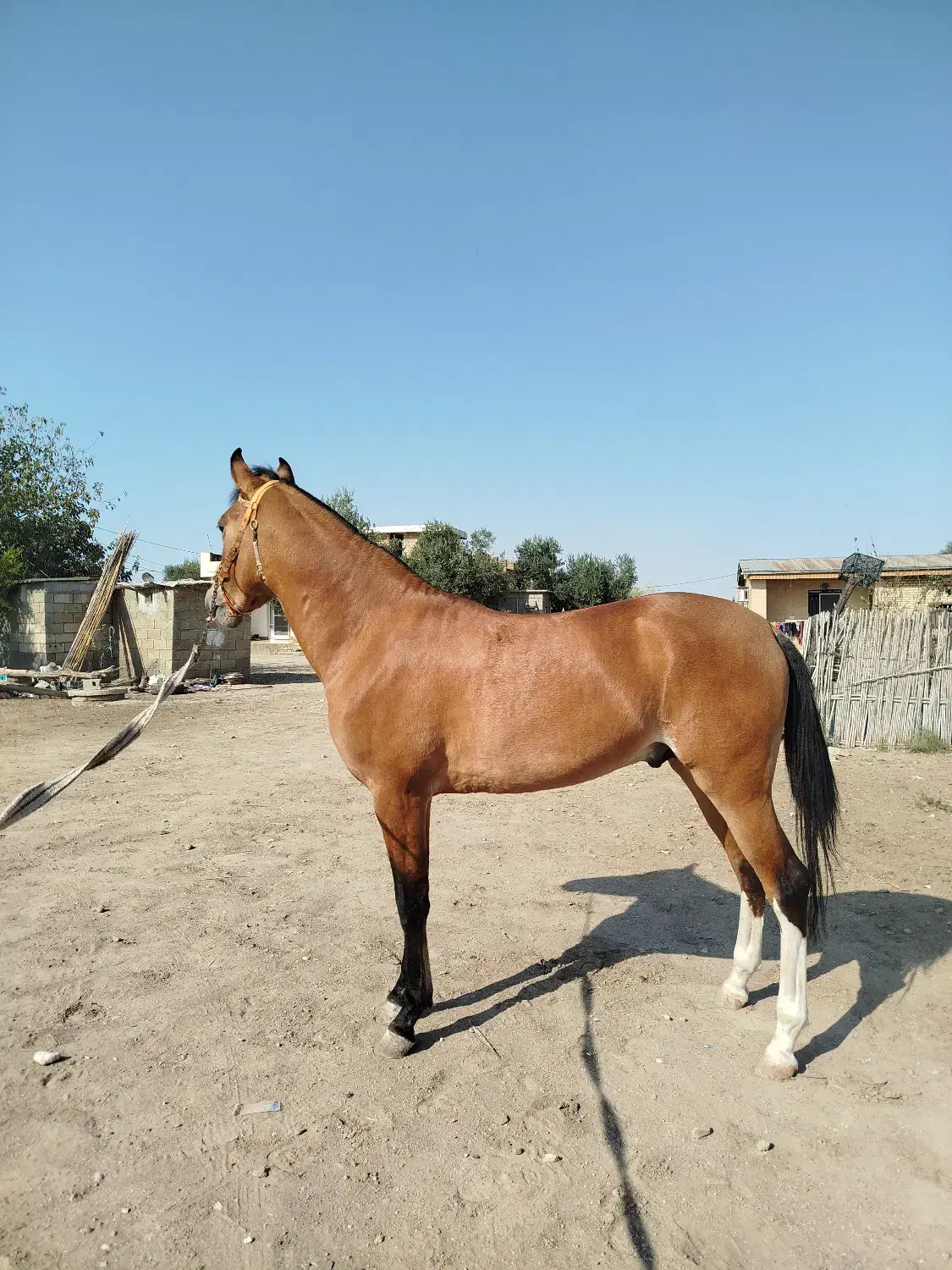 اسب ترکمن کورسی|اسب و تجهیزات اسب‌سواری|گنبد کاووس, |دیوار