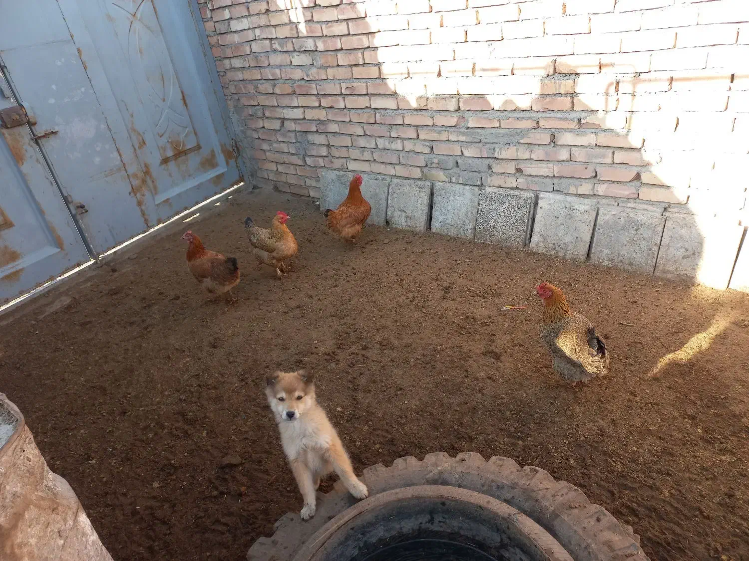 مرغ|حیوانات مزرعه|نیشابور, مازول|دیوار