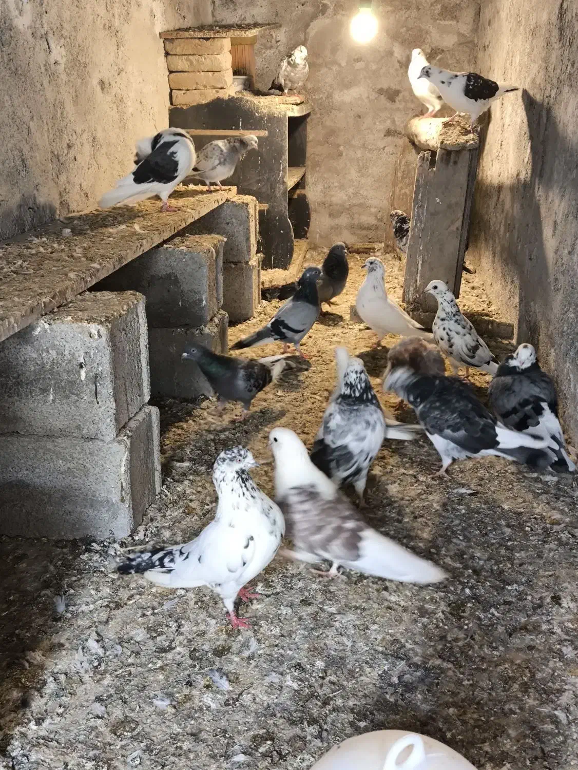 کبوتر فروشی|پرنده|بندر ترکمن, |دیوار