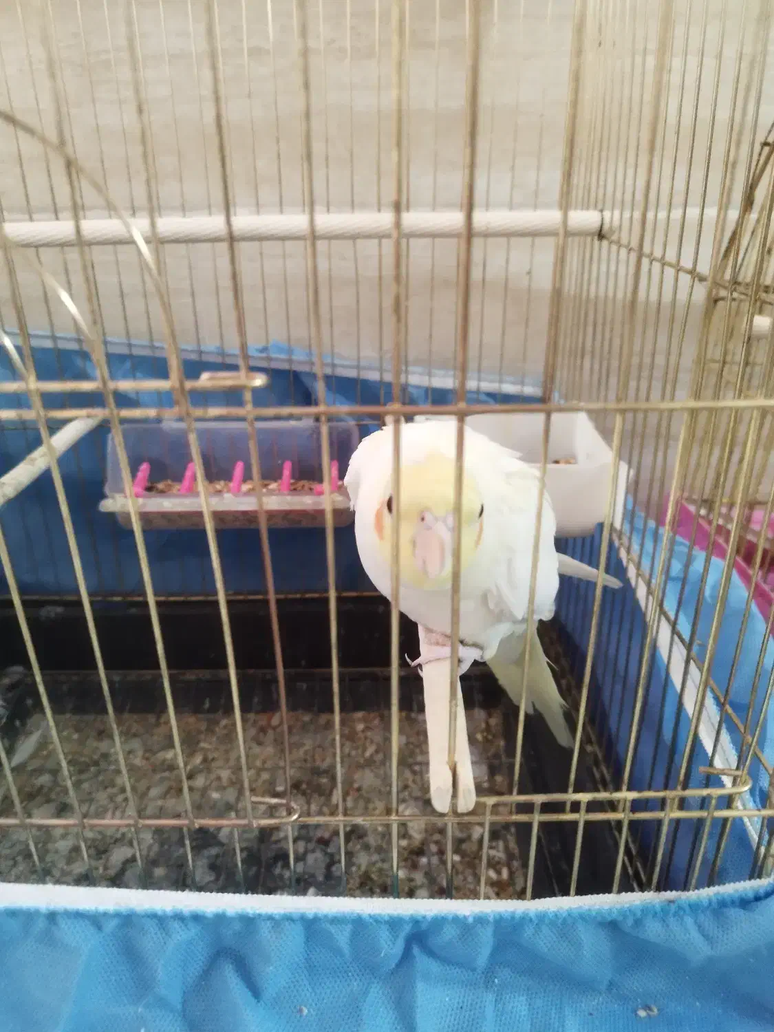 عروس هلندی|پرنده|قم, چهل اختران|دیوار