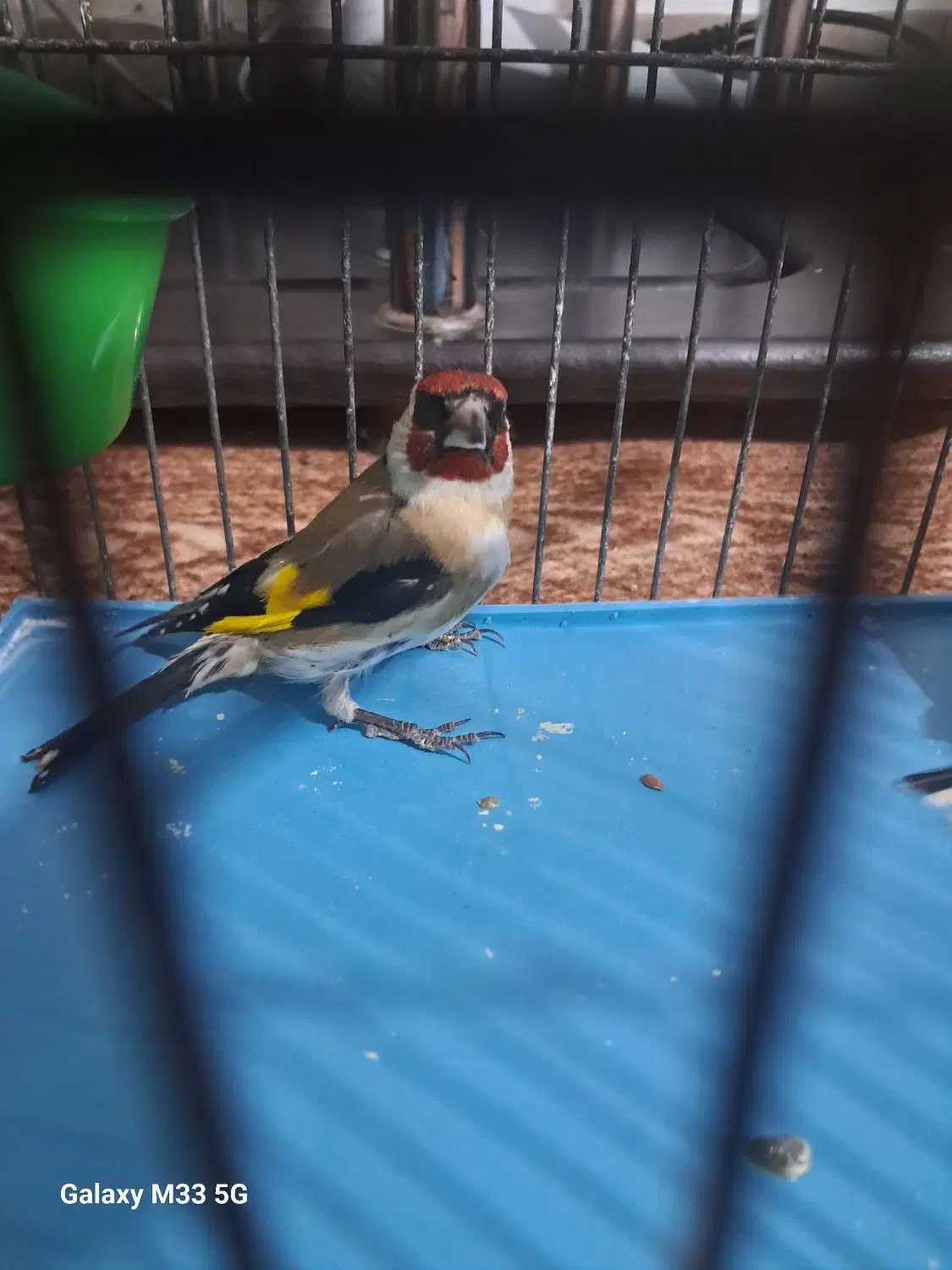 سهره نر پیام بدین بتون بگم|پرنده|همدان, |دیوار