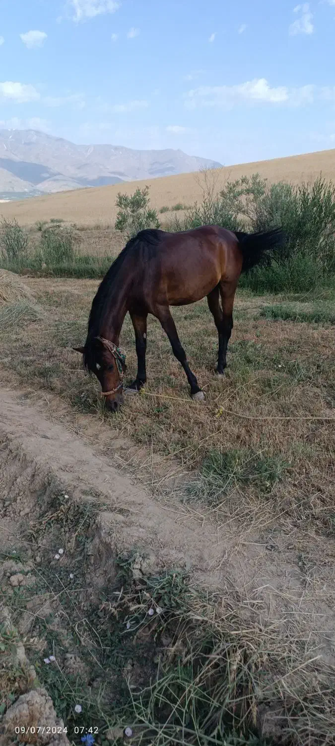 اسب اخته|اسب و تجهیزات اسبسواری|سیلوانه, |دیوار