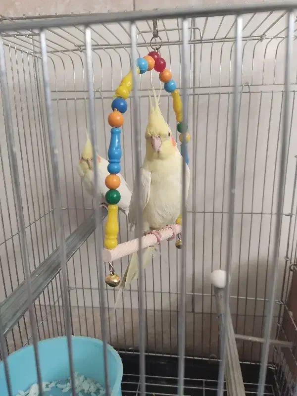 یک جفت عروس هلندی|پرنده|قم, انصار‌الحسین|دیوار