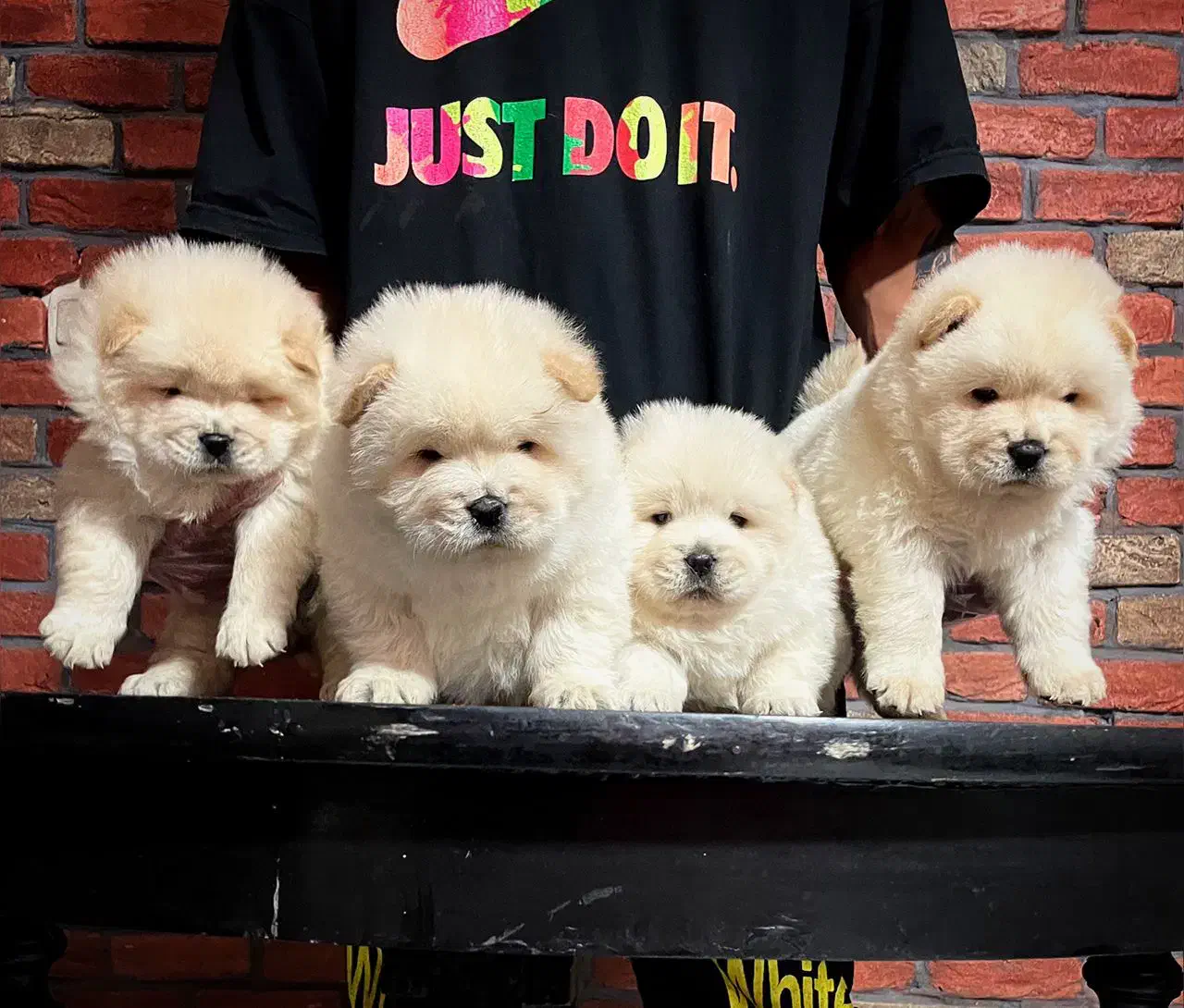 چاوچاو چمپیون|سگ|تهران, زعفرانیه|دیوار