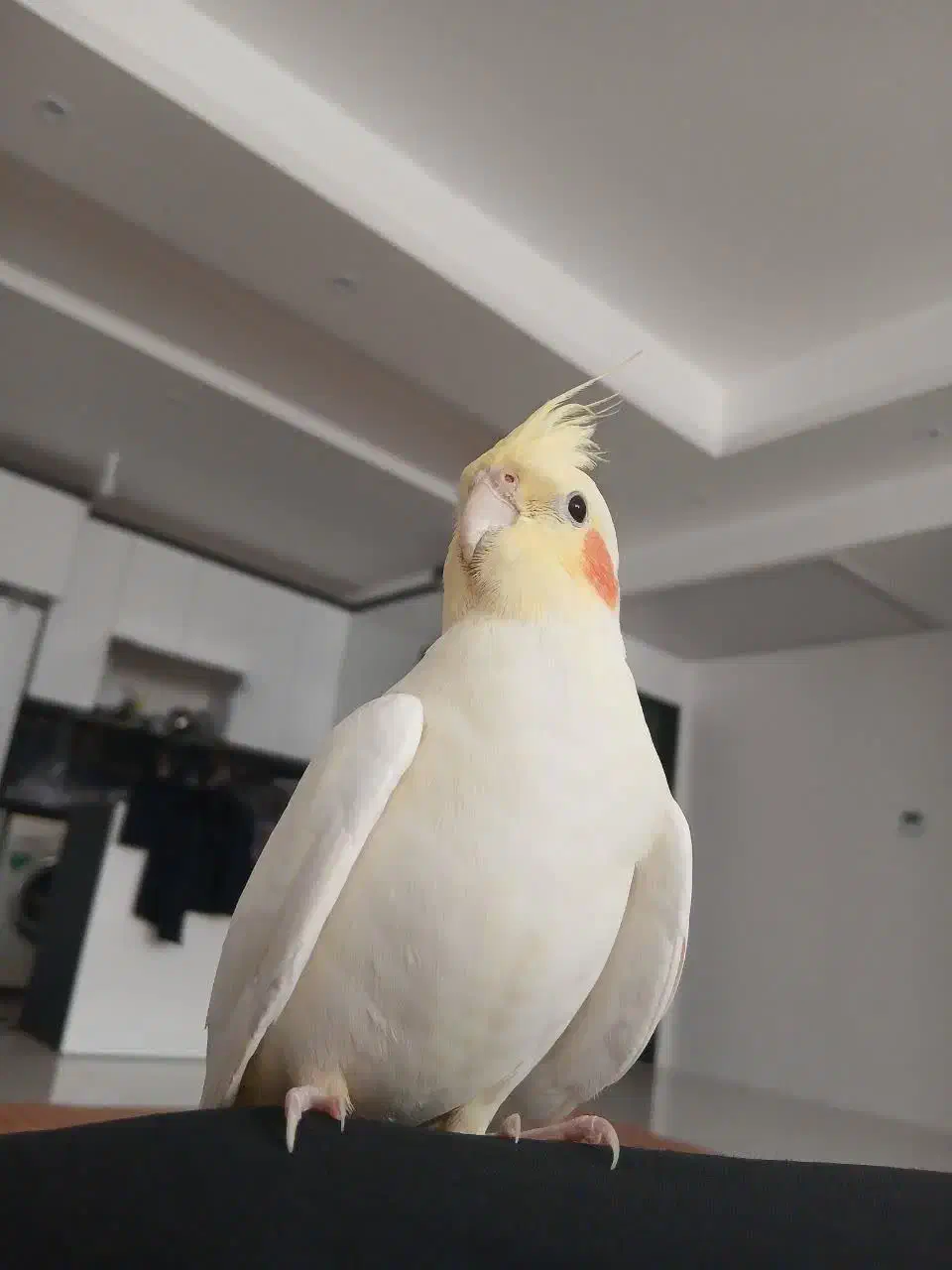 گمشده|حیوانات|قم, نوبهار|دیوار