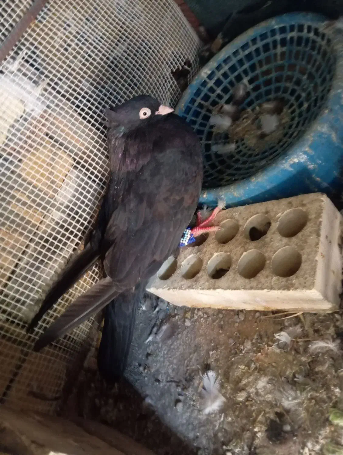 کبوتر|پرنده|لالی, |دیوار