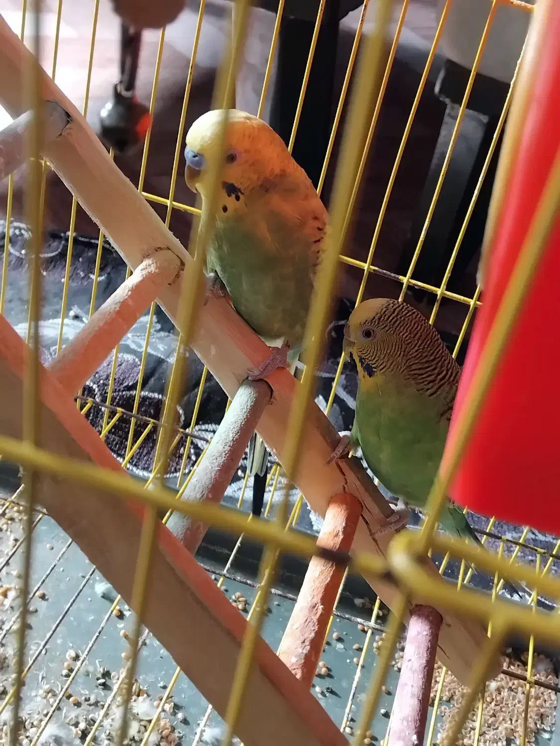 مرغ عشق|پرنده|سلماس, |دیوار