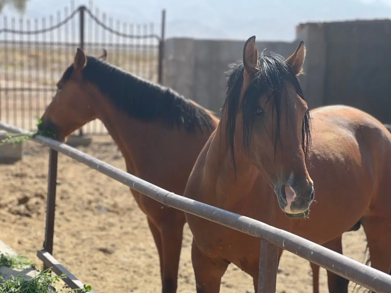 اسب سواری ، حیوانات، مزرعه|اسب و تجهیزات اسب‌سواری|زاهدان, |دیوار