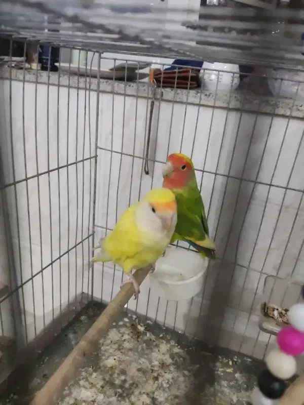 کوتوله و عروس هلندی|پرنده|یزد, |دیوار