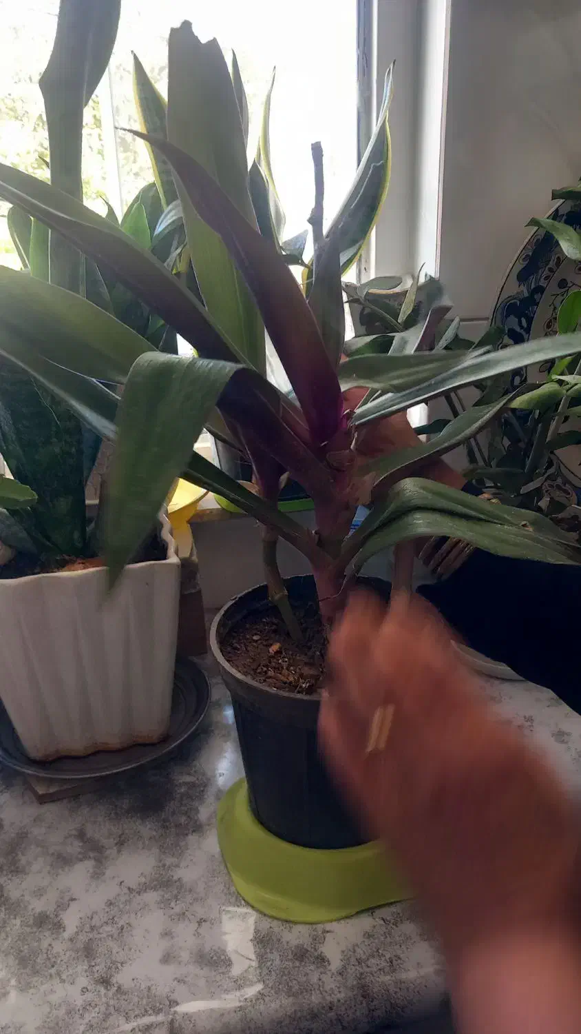 گل های زینتی|گل و گیاه طبیعی|ابهر, |دیوار