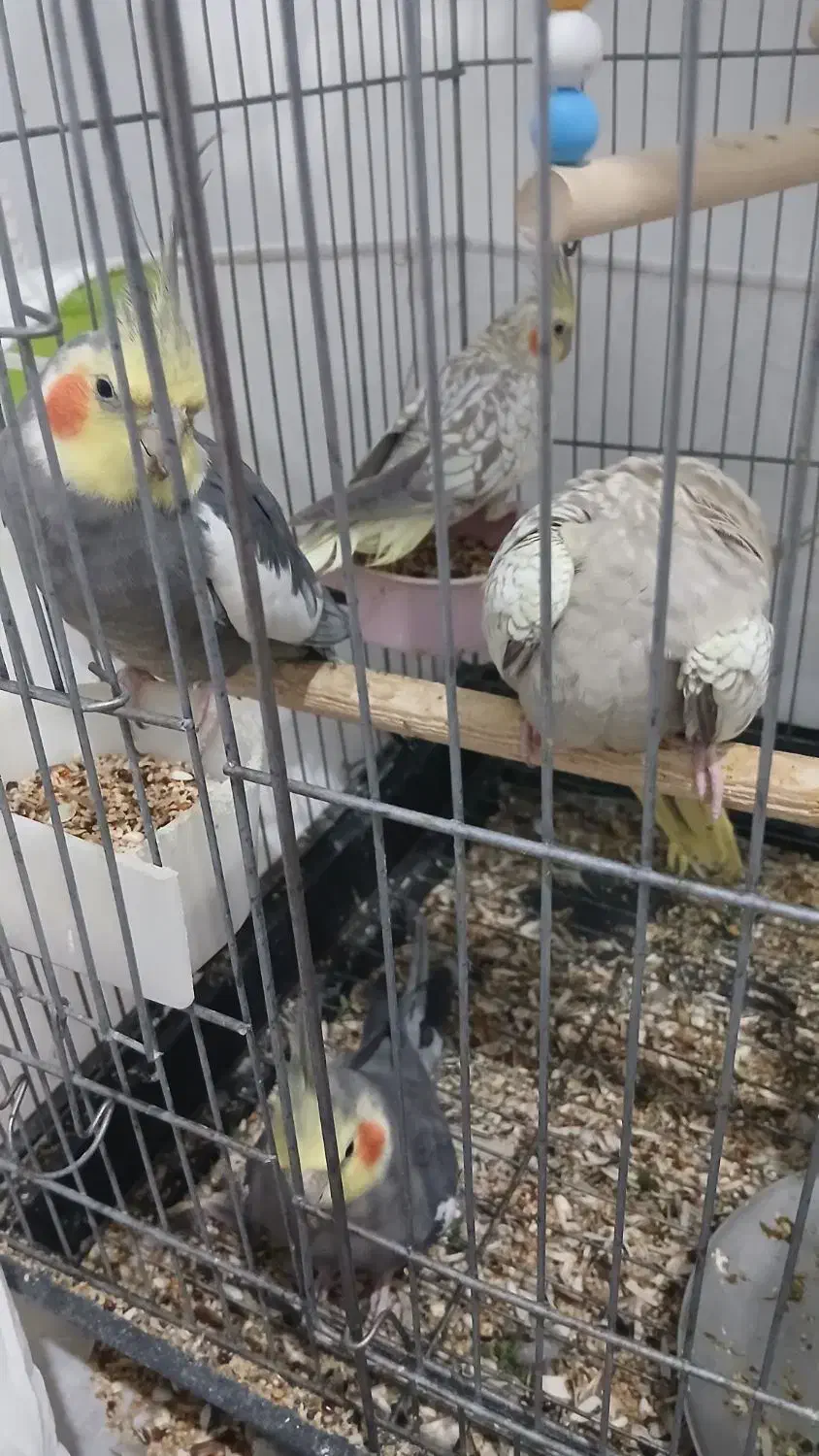 طوطی عروس هلندی|پرنده|الوند, |دیوار