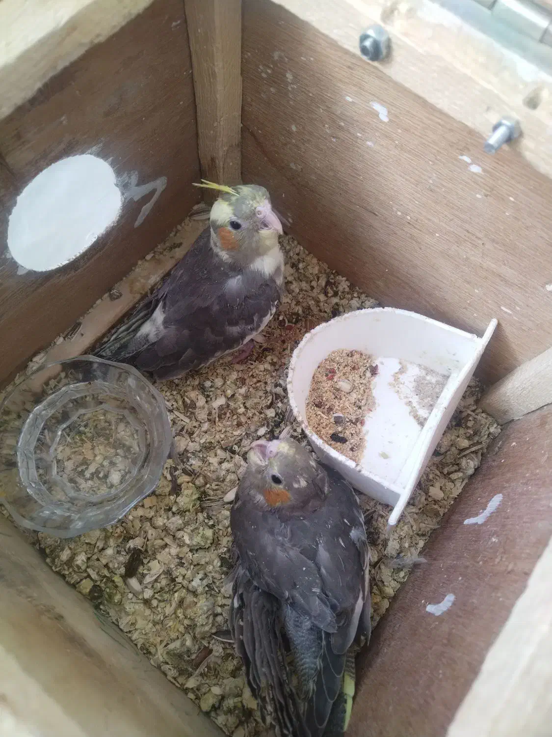 جوجه عروس هلندی|پرنده|اصفهان, فرودگاه شهید بهشتی|دیوار