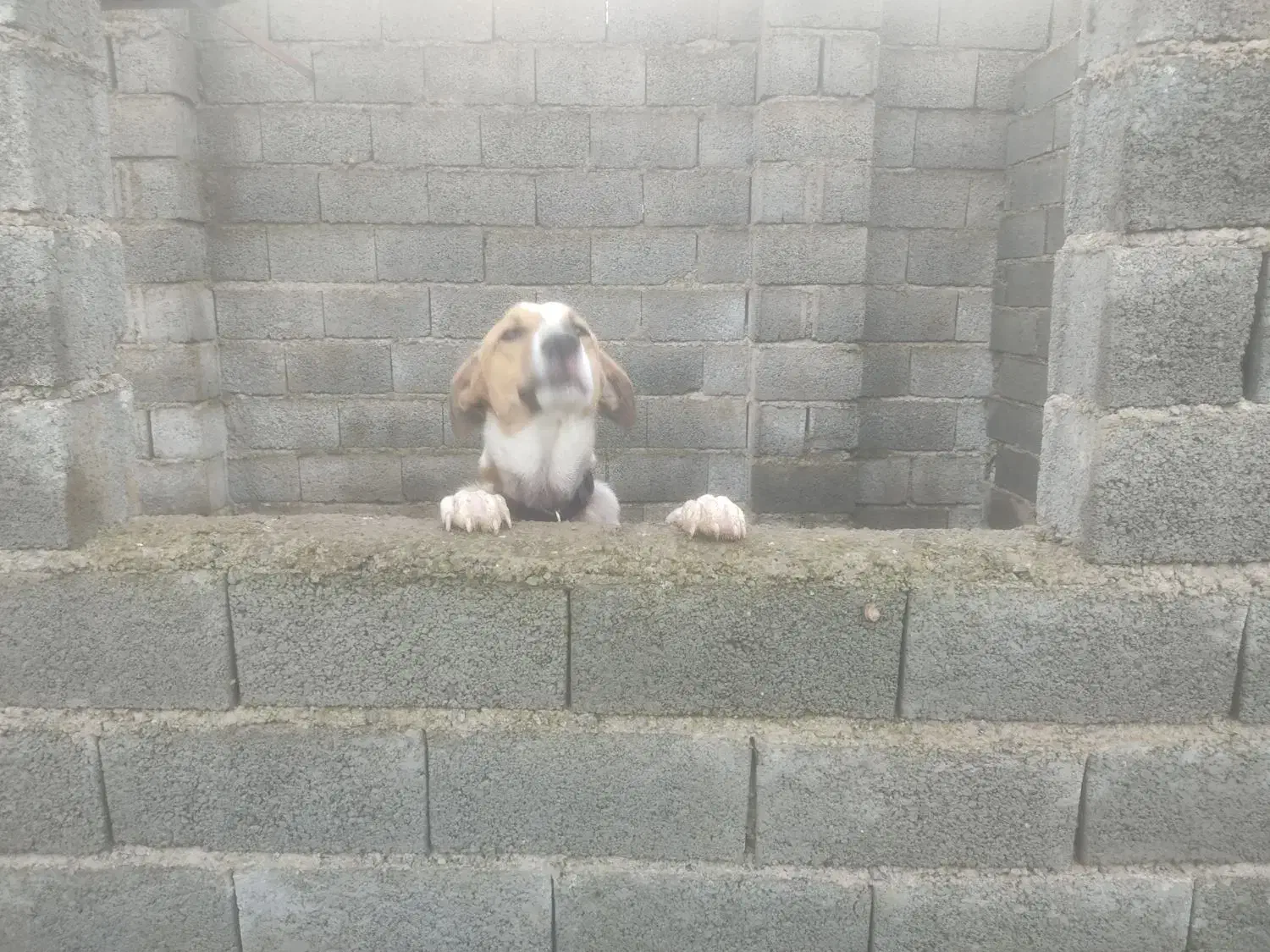 سگ گله|سگ|شلمان, |دیوار