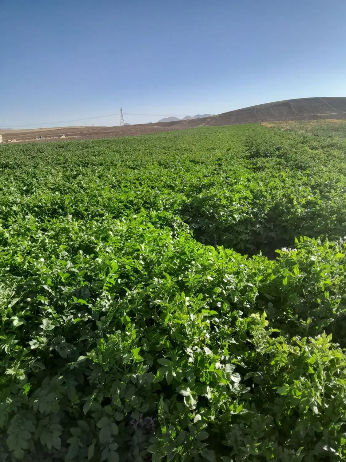 ۳۰هکتار زمین کشاورزی یک تیکه|فروش دفتر صنعتی، کشاورزی، تجاری|ماهیدشت, |دیوار