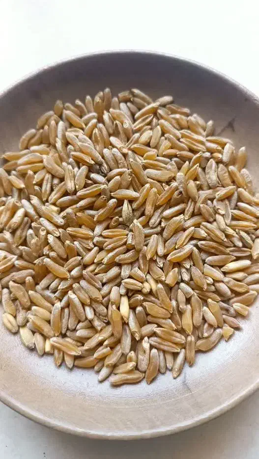 فروش گندم|عمده‌فروشی|بهمن صغاد, |دیوار