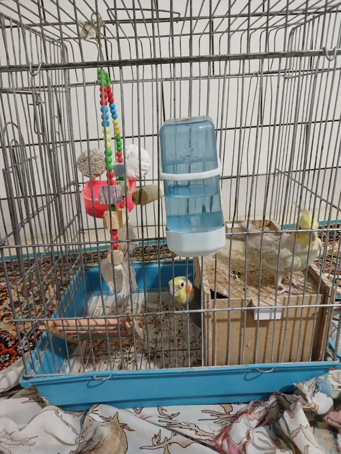 عروس هلندی|پرنده|ساوه, |دیوار