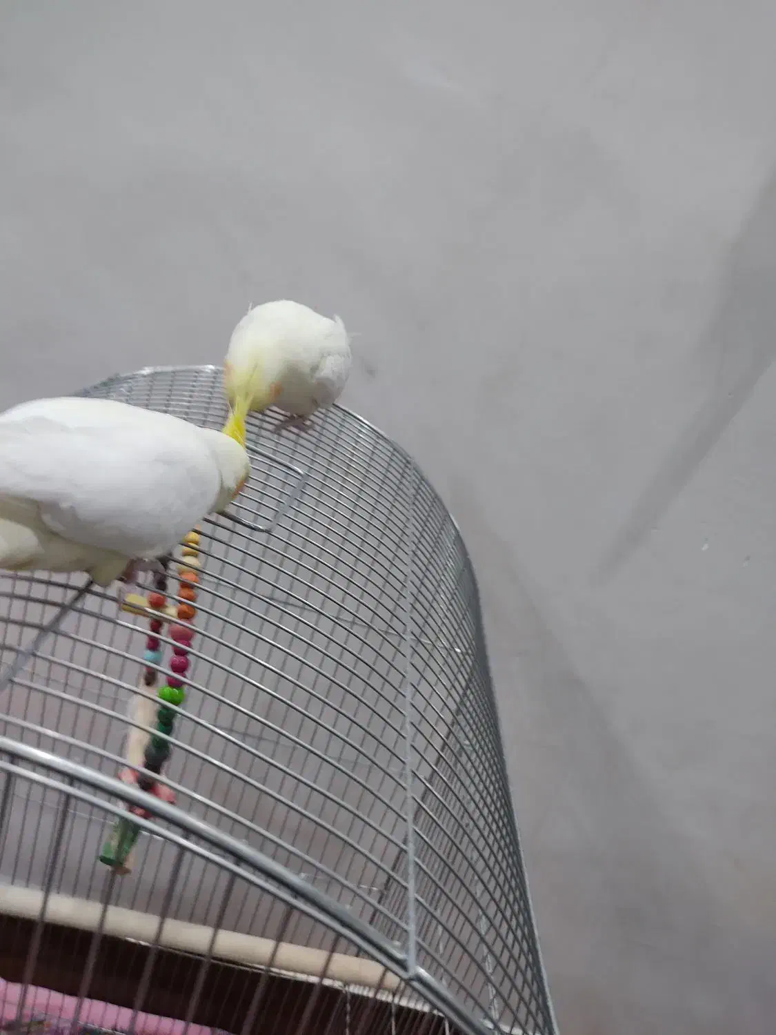 عروس هلندی لوتینو جوان بالغ|پرنده|دورود, |دیوار