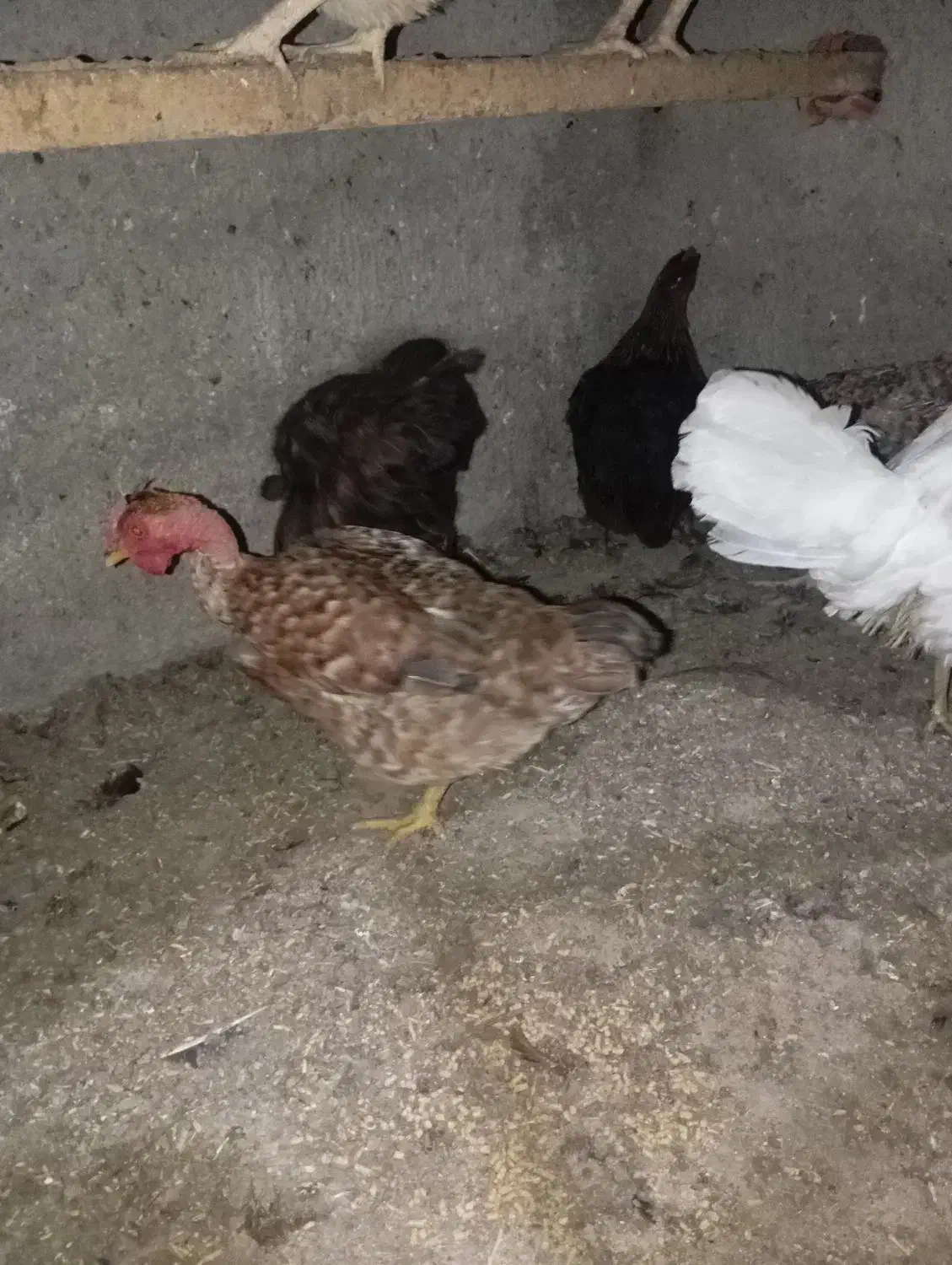 مرغ وخروس|حیوانات مزرعه|گنبد کاووس, |دیوار