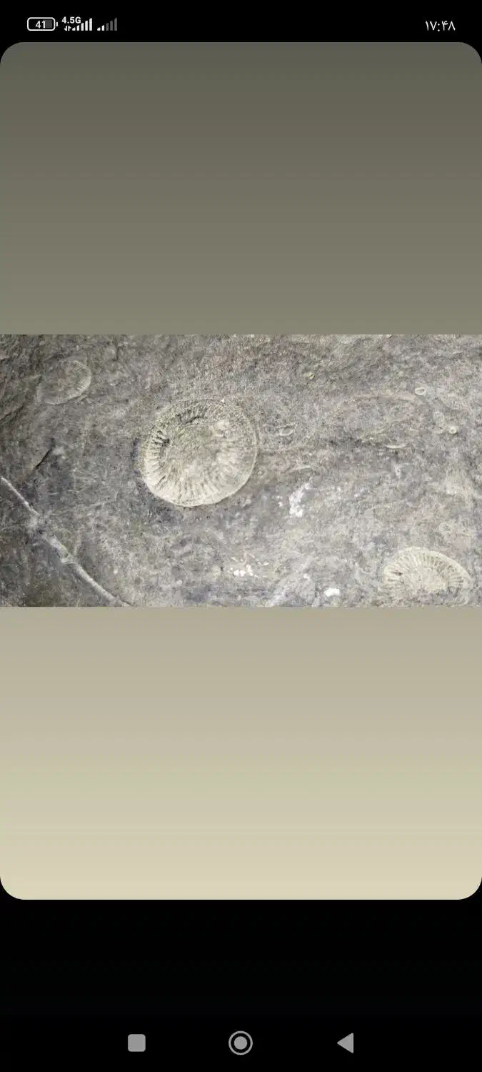 سنگ فسیل قاجاری|کلکسیون و سرگرمی|تنکابن, |دیوار