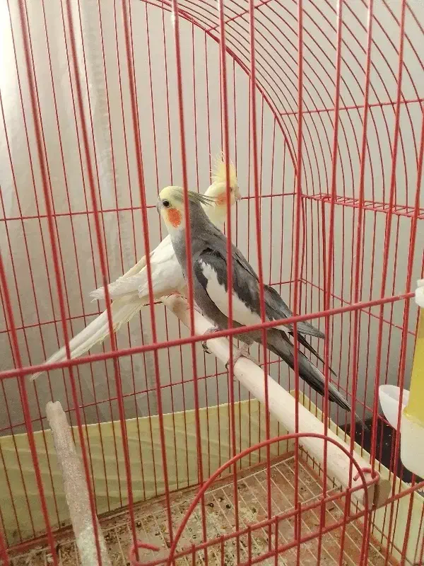 یه جفت عروس هلندی نر و ماده مولد|پرنده|تهران, مشیریه|دیوار