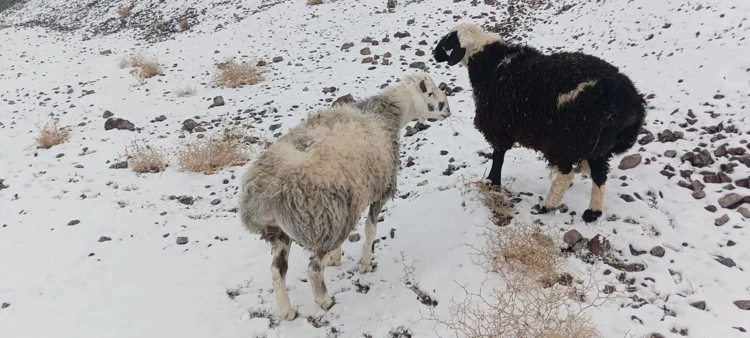 بره نر|حیوانات مزرعه|شاخنات, |دیوار
