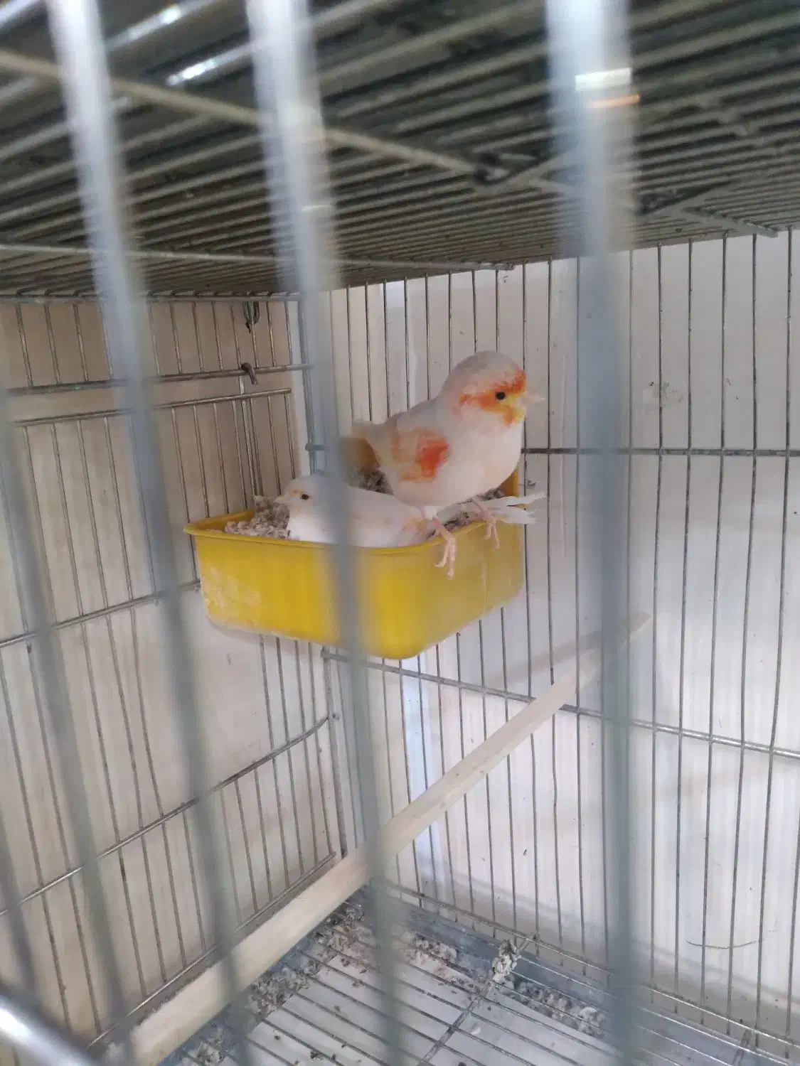 قناری|پرنده|یزد, |دیوار