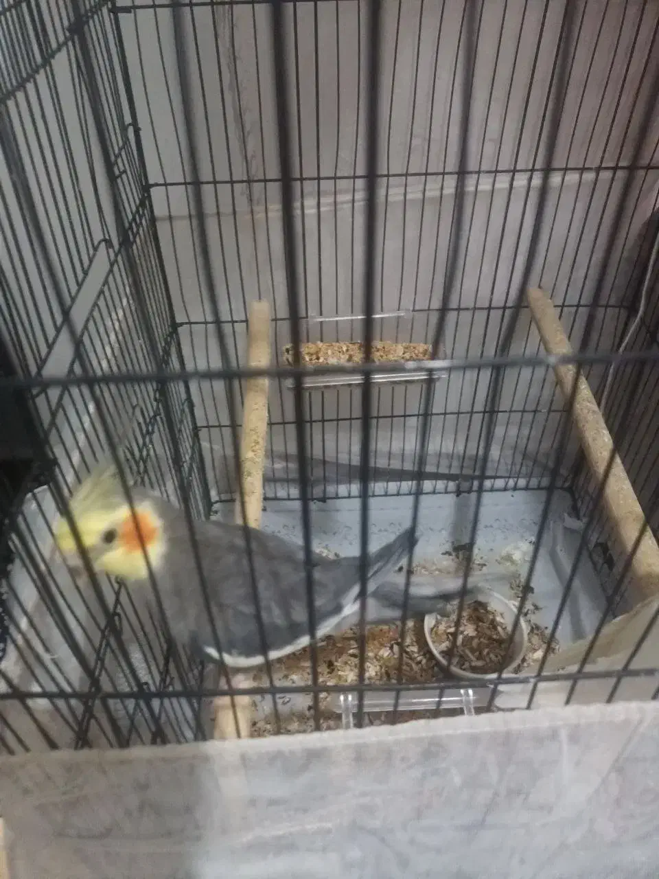 عروس هلندی|پرنده|رشت, حمیدیان|دیوار